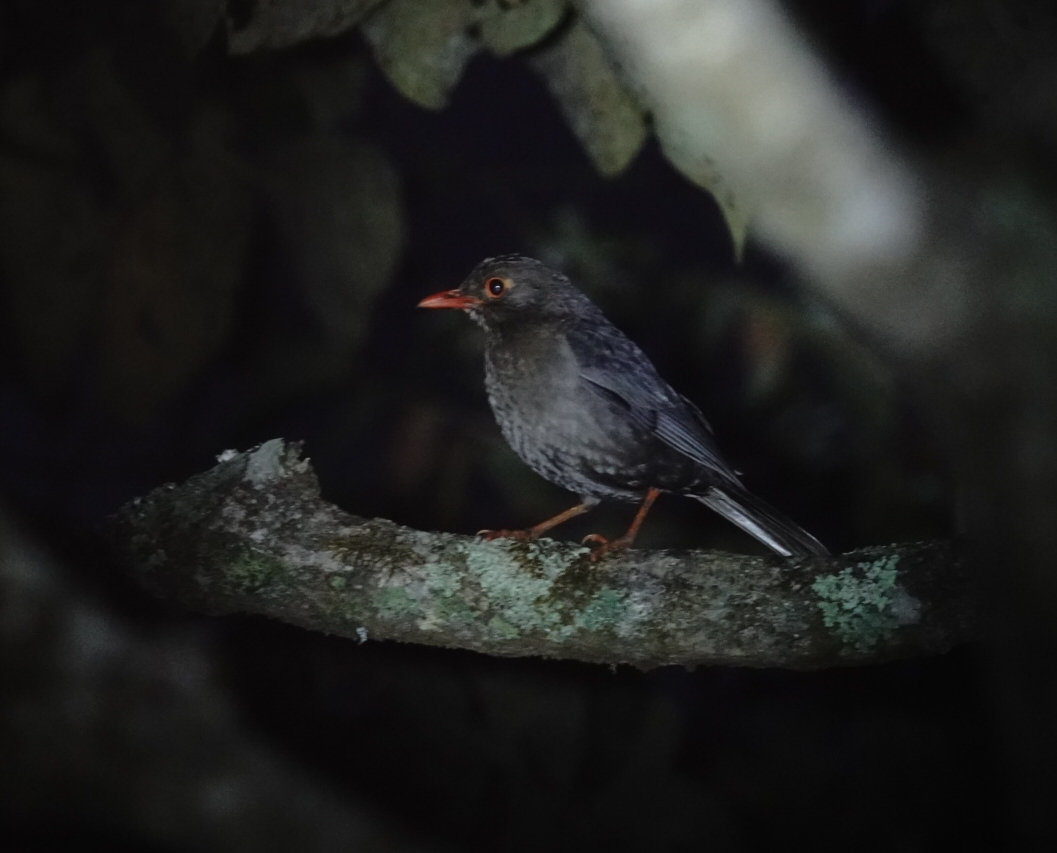 Indian Blackbird (Turdus simillimus), photo 1