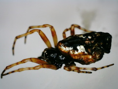 Cyclosa insulana