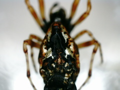 Cyclosa insulana