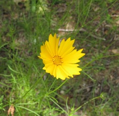 Coreopsis grandiflora