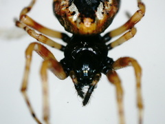Cyclosa insulana