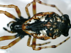 Cyclosa insulana