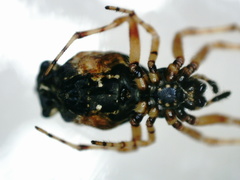 Cyclosa insulana