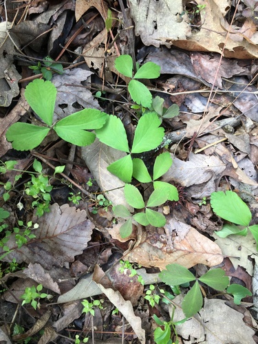 Anemone lancifolia, photograph 3