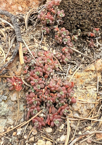 Davidson's stonecrop