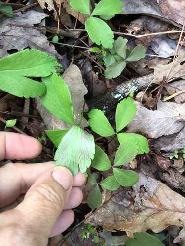 Anemone lancifolia, photograph 4
