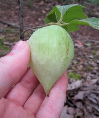 Amphibolips acuminata