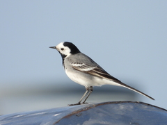 Motacilla alba