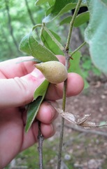 Amphibolips acuminata