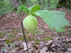 Amphibolips acuminata