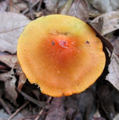 Hygrocybe