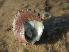 Astralium semicostatum