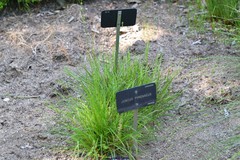 Juncus balticus pyrenaeus