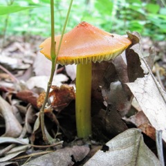 Hygrocybe
