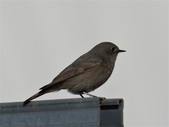 Phoenicurus ochruros