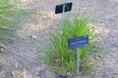 Juncus balticus pyrenaeus