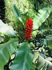 Musa coccinea
