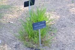 Juncus balticus pyrenaeus