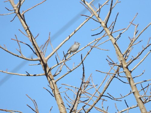 Grey-crested Finch (Lophospingus griseocristatus), photo 6