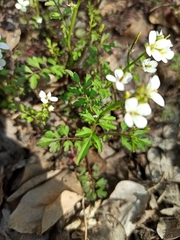 Cardamine graeca