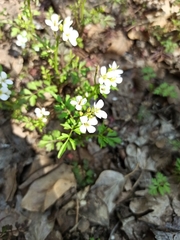 Cardamine graeca