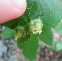 Phylloxera caryaefoliae