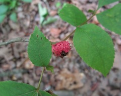 Phylloxera spinosa