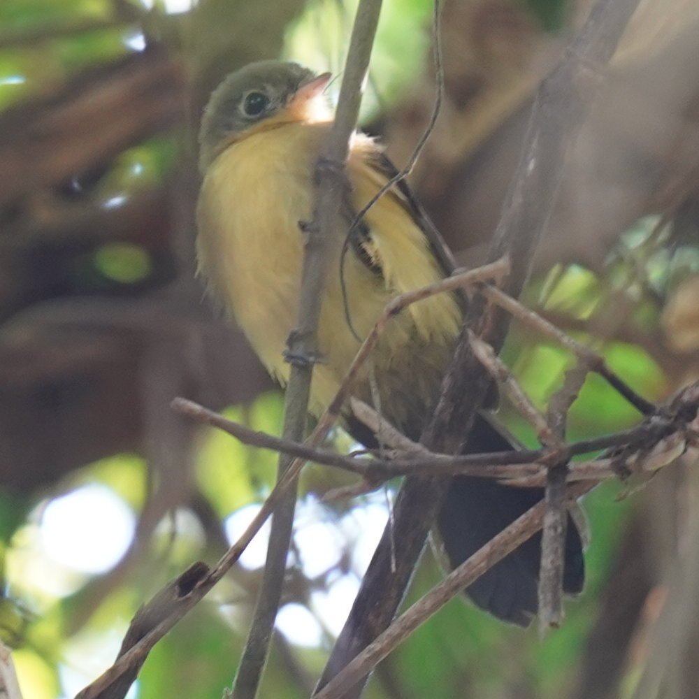 Black-tailed Myiobius (Myiobius atricaudus), photo 8