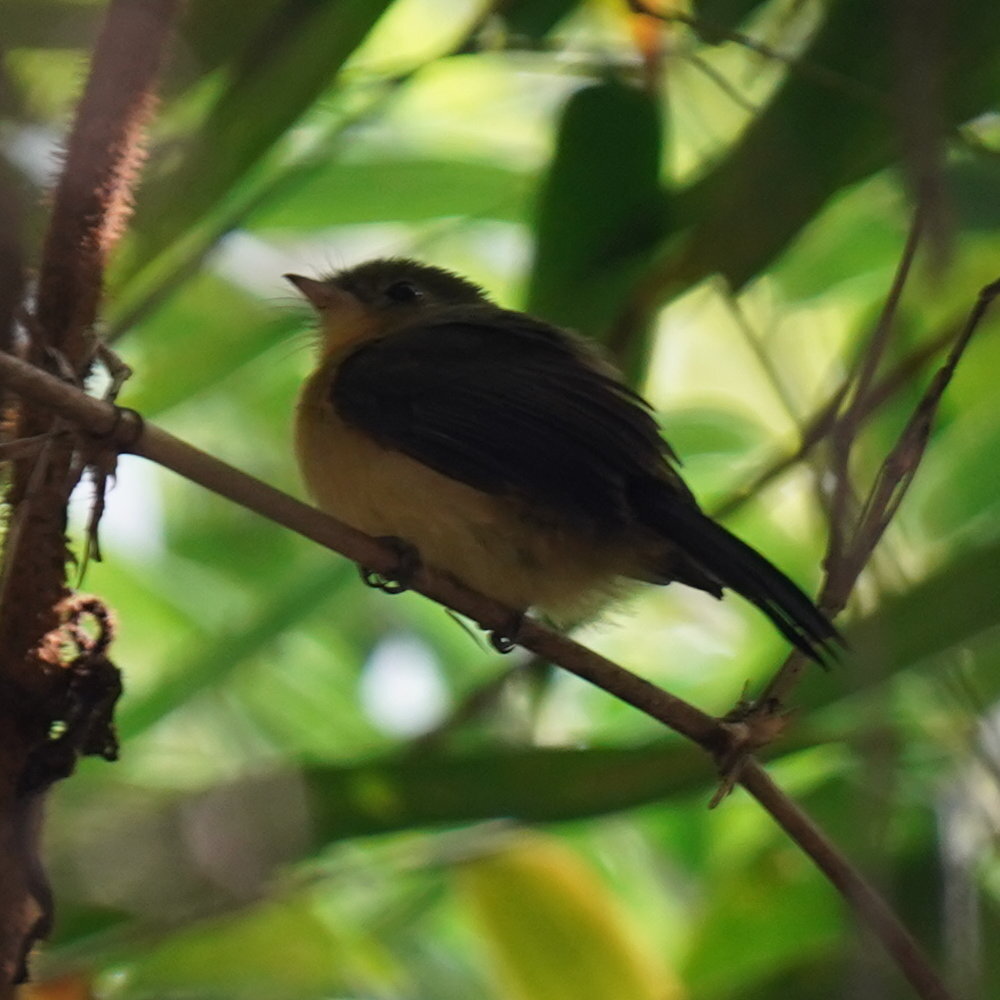 Black-tailed Myiobius (Myiobius atricaudus), photo 9
