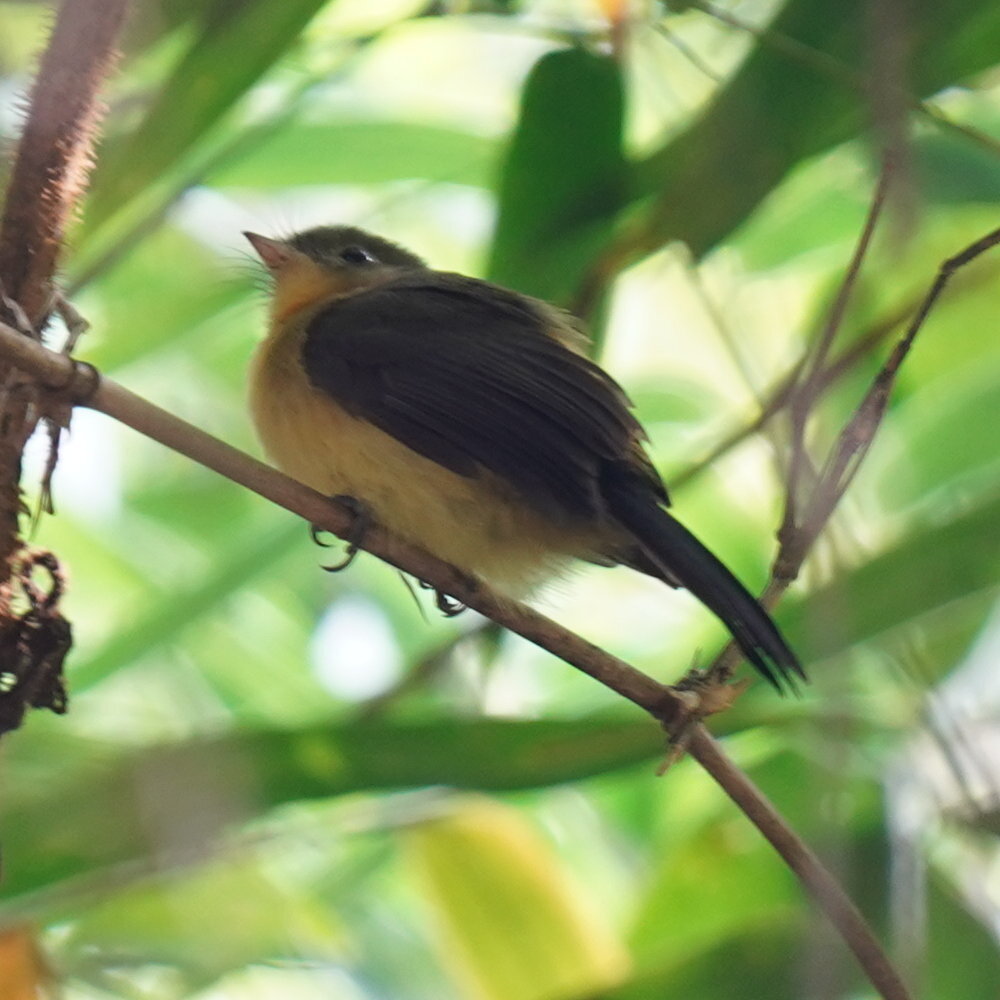Black-tailed Myiobius (Myiobius atricaudus), photo 10