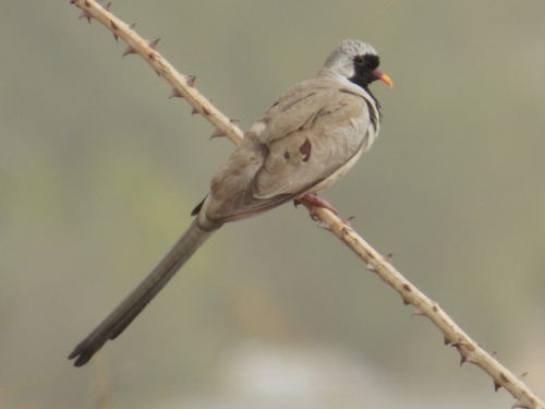 Namaqua Dove