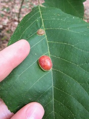 Phylloxera caryaescissa