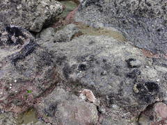 Stichaster australis