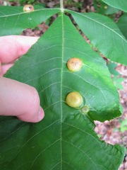 Phylloxera caryaescissa