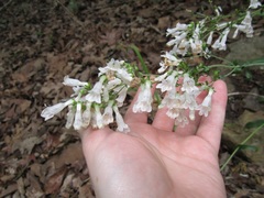 Penstemon arkansanus