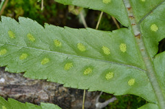 Polypodium calirhiza