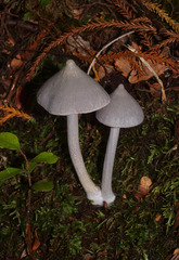 Entoloma canoconicum