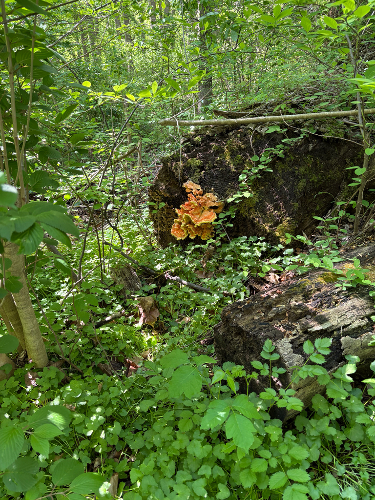 Laetiporus sulphureus · April 2026 · photo: © etotin (iNaturalist, cc-by)