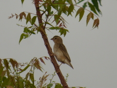 Euplectes franciscanus