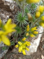 Draba cuspidata