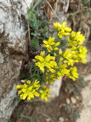 Draba cuspidata