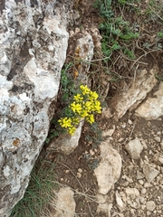 Draba cuspidata