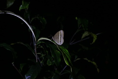 Mycalesis gotama nanda