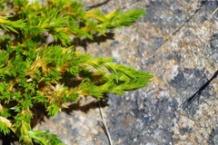 Arenaria aphanantha