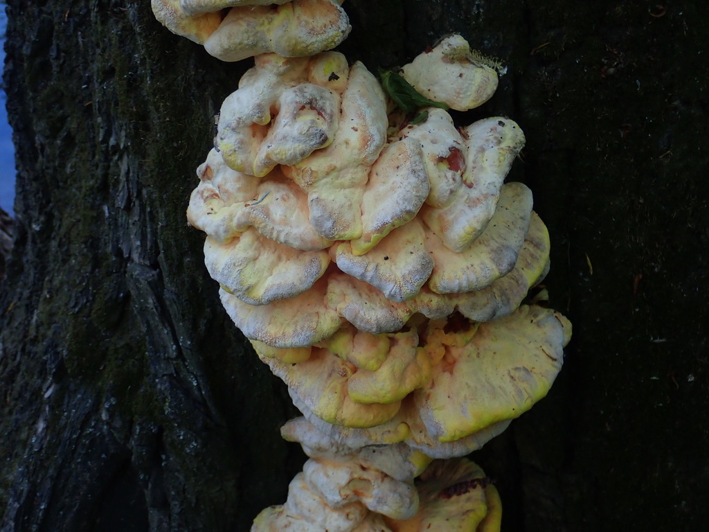 Laetiporus sulphureus · April 2026 · photo: © ch_berg (iNaturalist, cc-by)