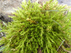 Arenaria aphanantha