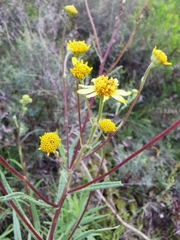 Verbesina calzadae
