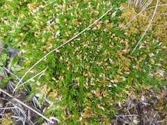 Arenaria aphanantha