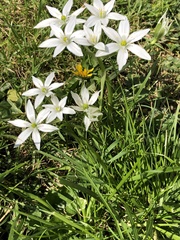 Ornithogalum umbellatum