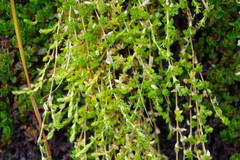 Arenaria jamesoniana